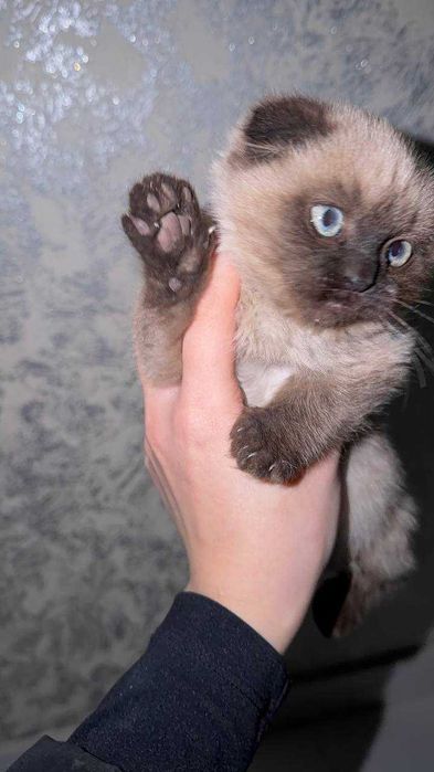 Продам Катенька с отенкам сиям