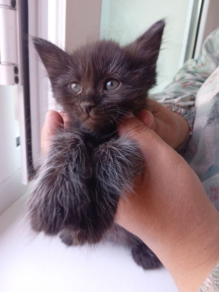 Котята ищут семью!