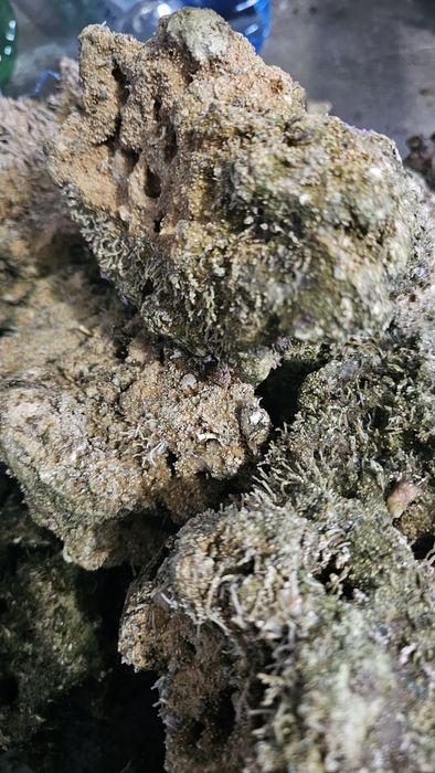 Piatra Acvariu Marin Reef Saver