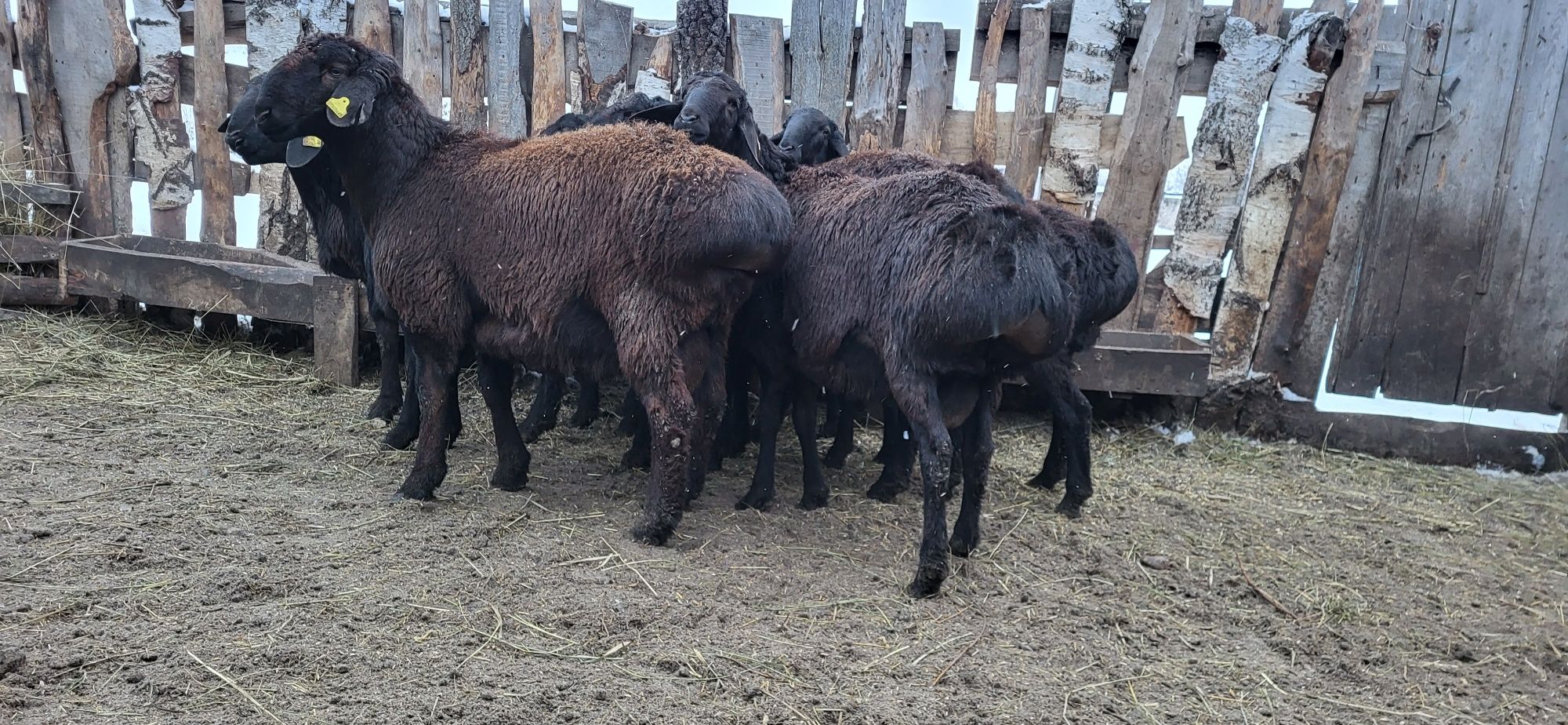 Кошкары,кочкар продаём баранов породы гиссар