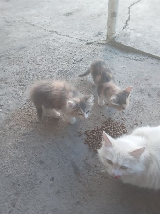 Котята отдадим бесплатно два девочки от породистой кошки китайский ван