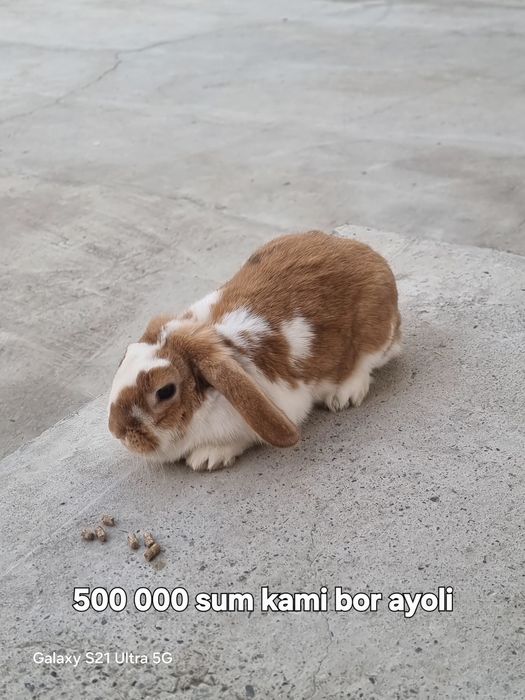 Hammasi parodali
