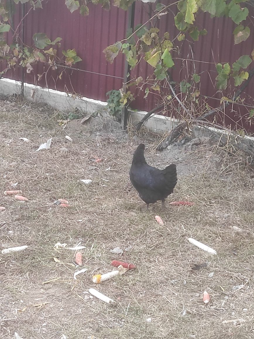 Familie australorp disponibilă