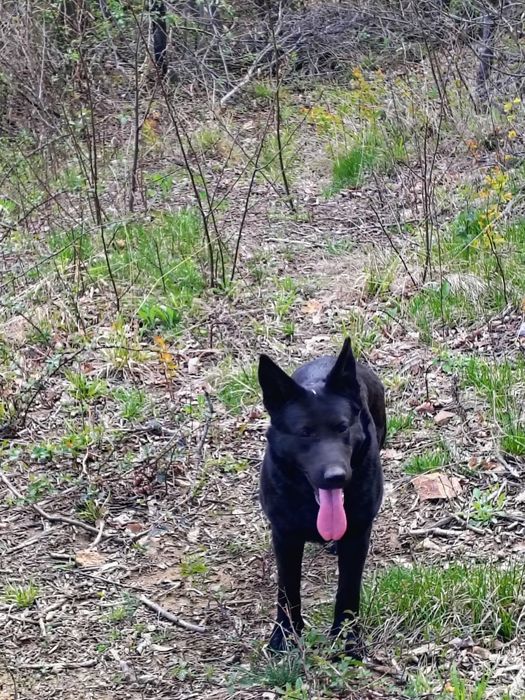 Căței ciobănești spre adopție