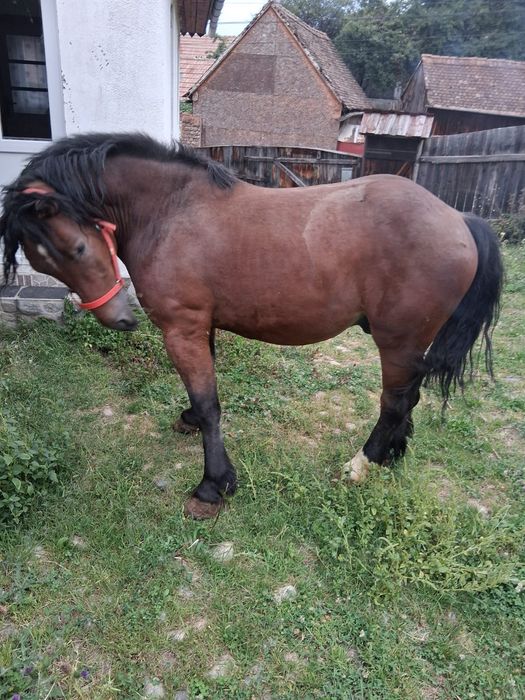 Cal de vânzare  Gura Râului