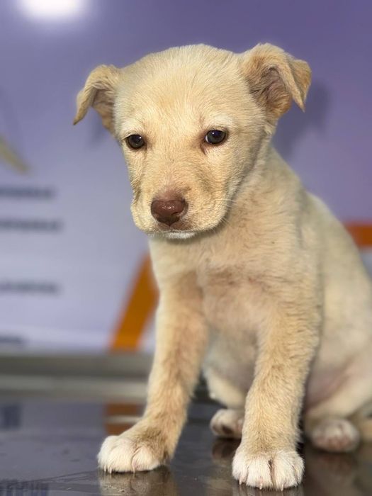 Отдаются в добрые руки белоснежные щенки