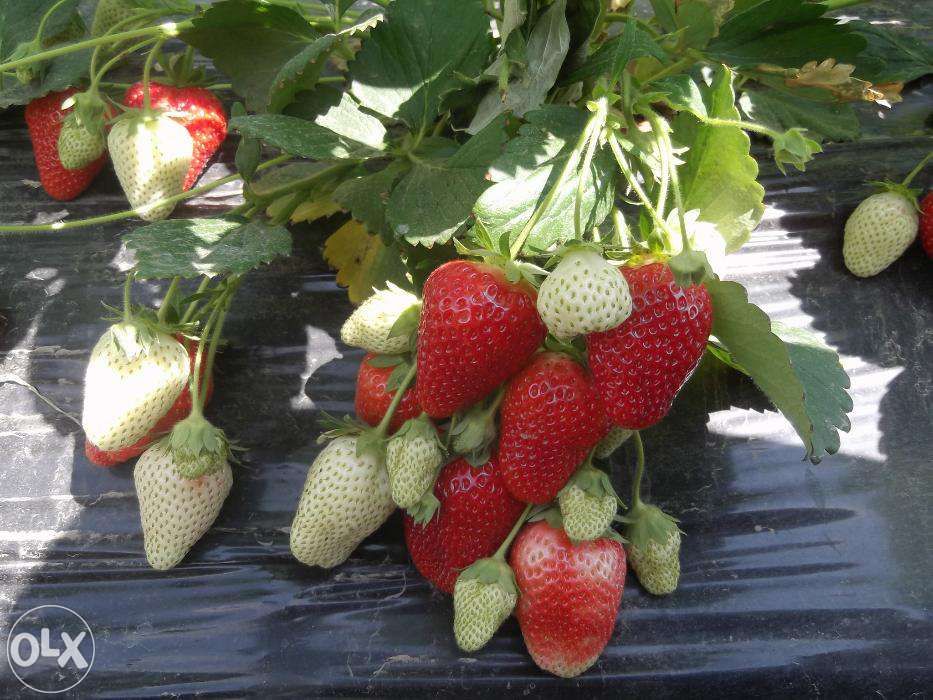 vand stoloni capsuni soiuri remontante ALBION ,dar si anuale Elsanta