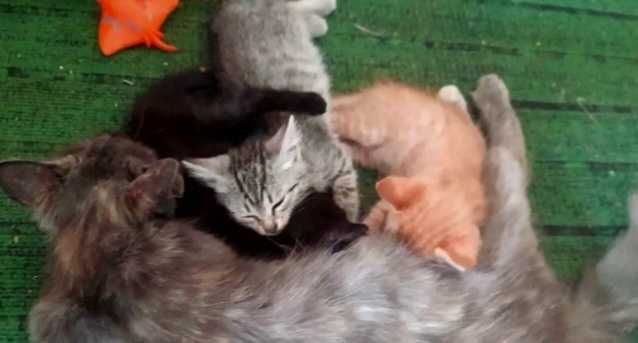 Получены все прививки! Имеется паспорт! Котята мальчики