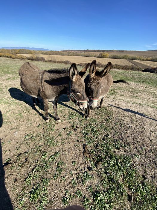 Vand magarita gestanta!