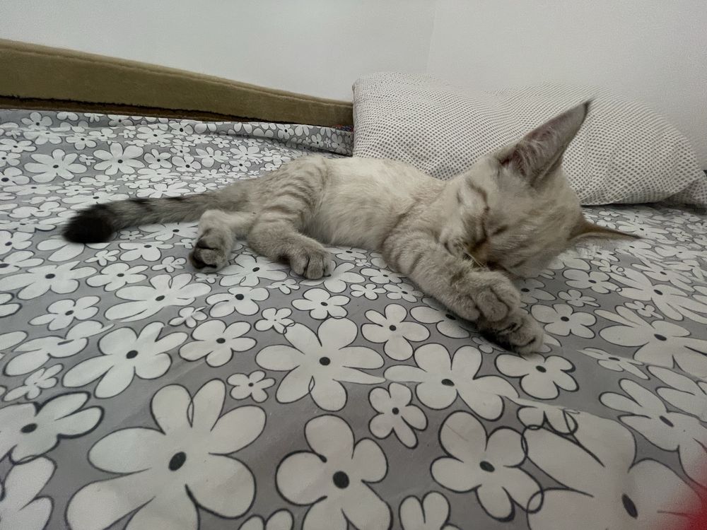 Котенок британская короткошерстная