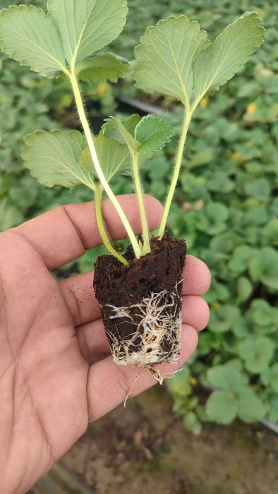 Албион кучатлари бор (оригинал)