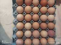 пресни домашни яйца