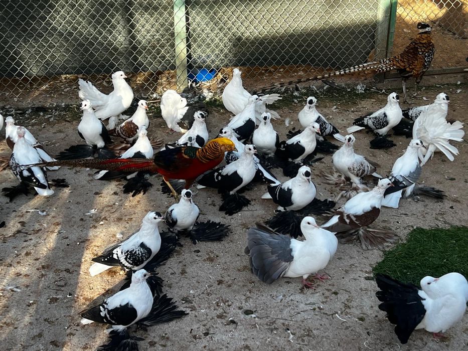 Vand porumbei diferite rase