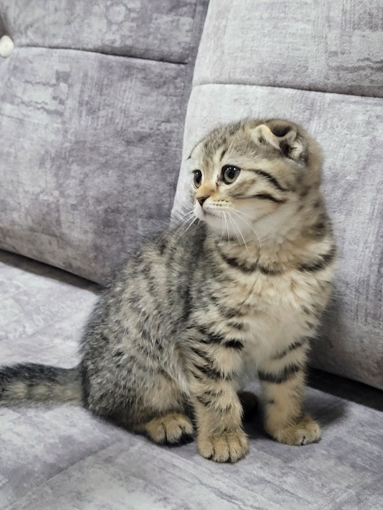 Scottish fold soglom