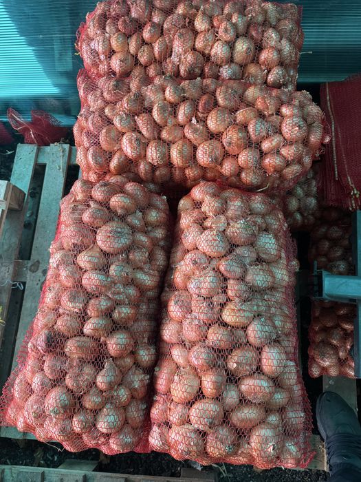 Продавам лук лясковски