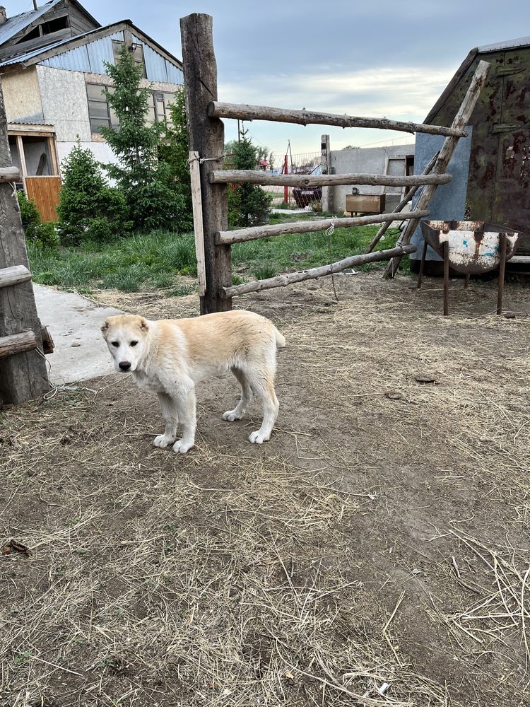 САО алабай щенки