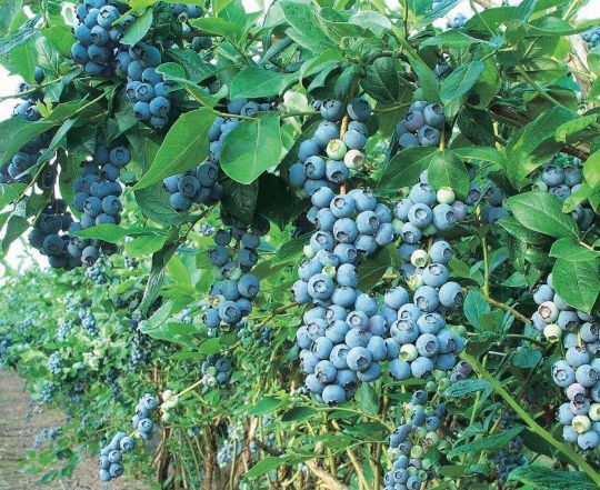 Arbuști Fructiferi (Afin )