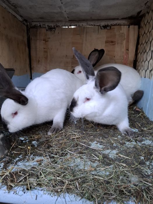 Uriaș de Transilvania