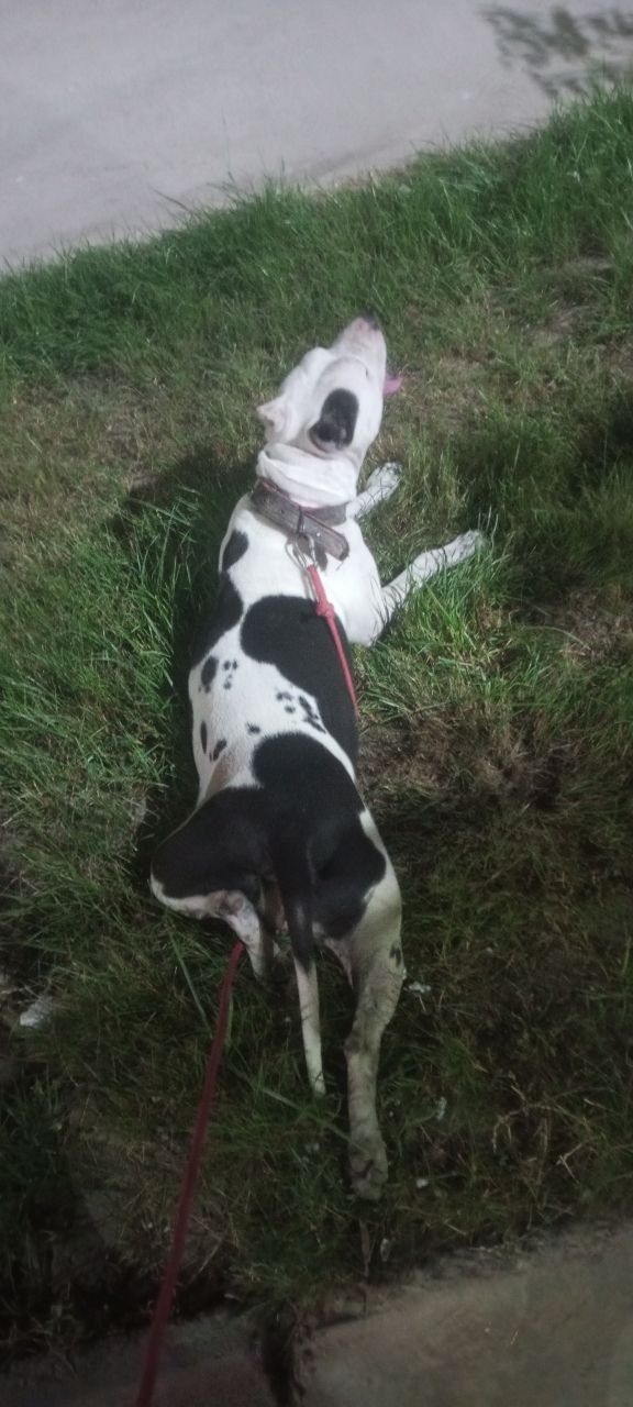 Pitbul urg'ochi 3 marta tuqan odamga beziyon