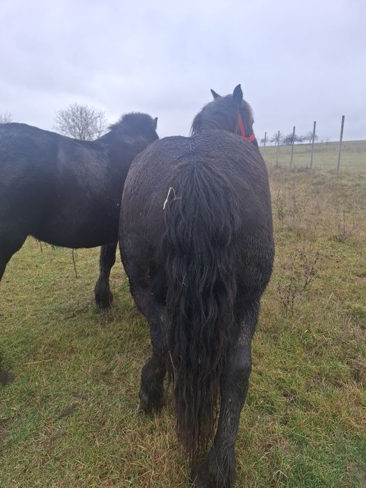 Vând două iepe negre!