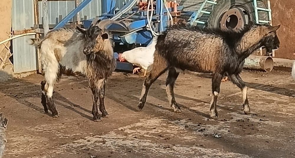 Продам двух козликов