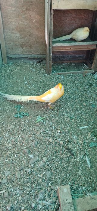 Mascul fazan Piersică  matur