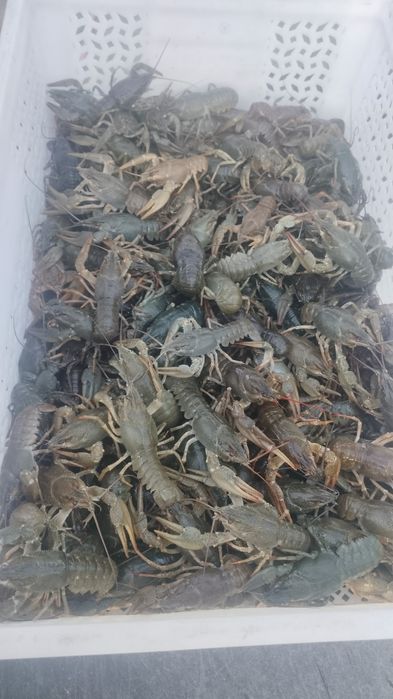 Раки свежие живые