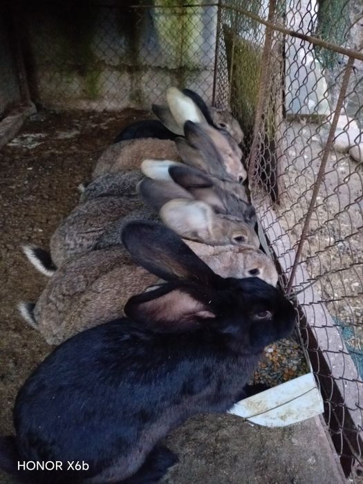 Продавам зайци кръстоска от белгийски великан