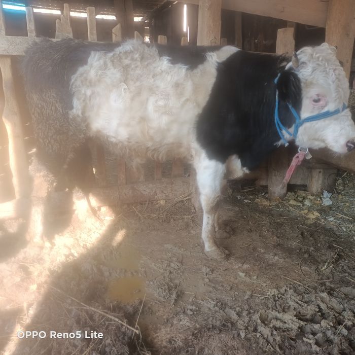 Багылган Еркек баспак