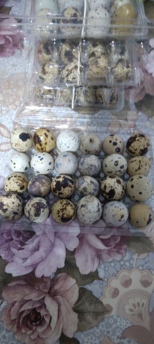 Oua prepelita  cas 24 buc