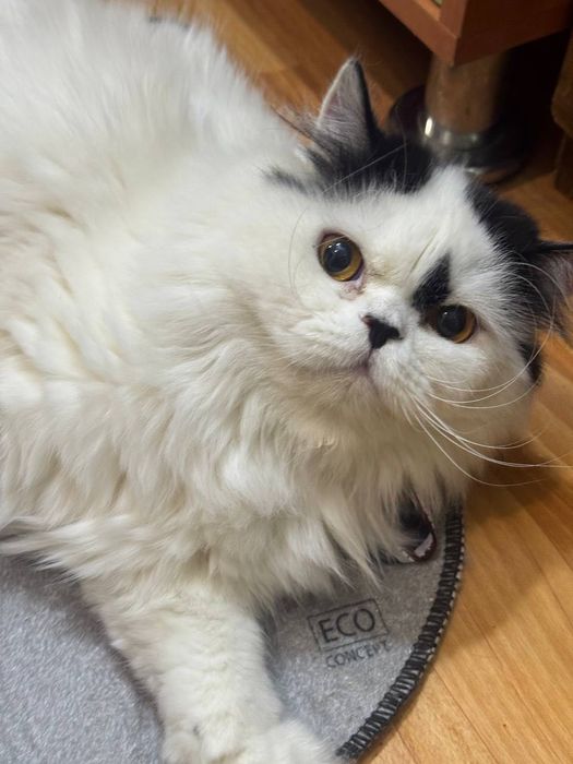 Котик бесплатно даром