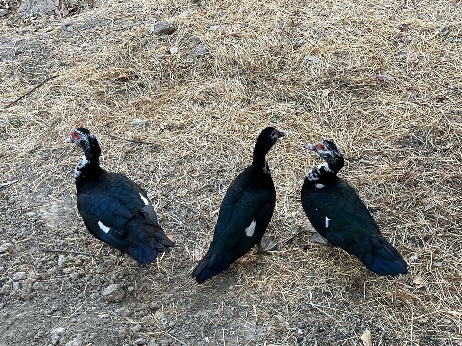 3 ta Qora Indutkalar sotiladi