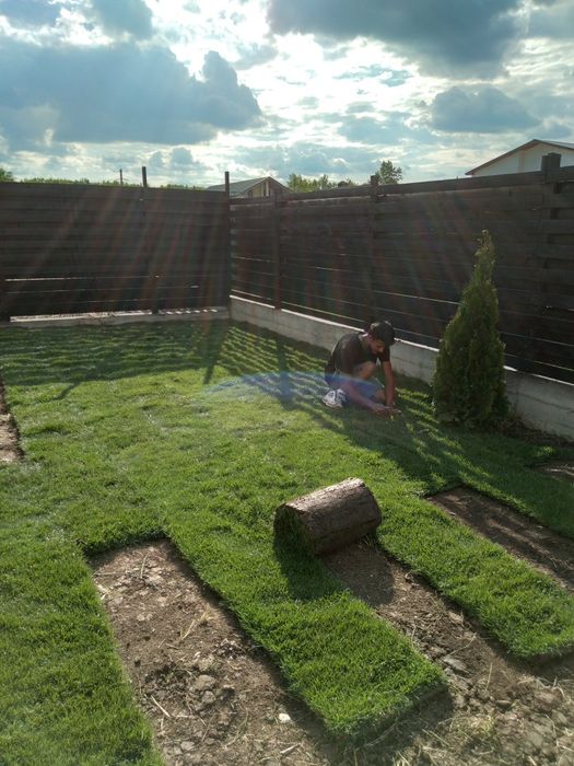 Gazon rulou plante ornamentale