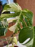 Monstera Albo, doua frunze (cu radacina formata)