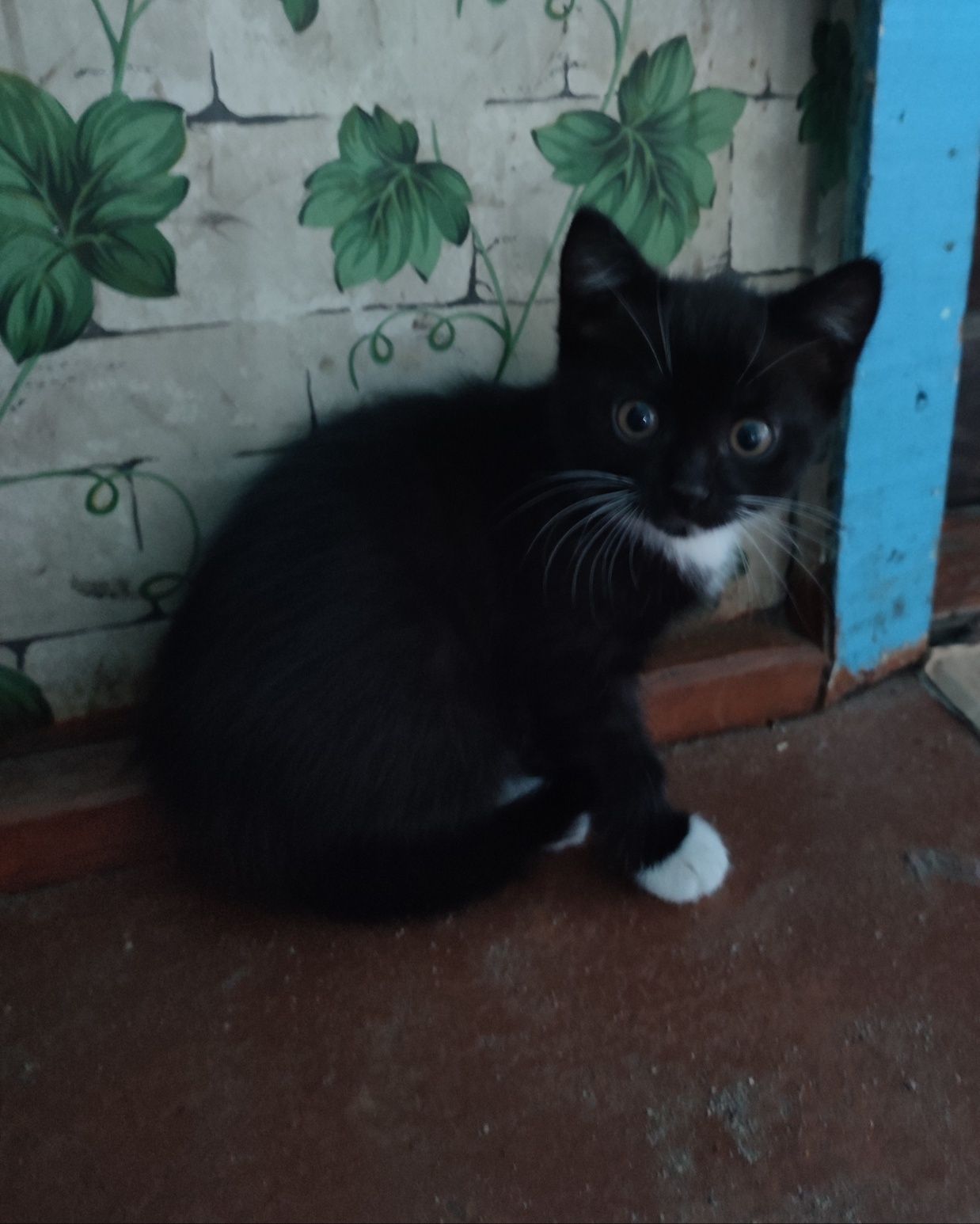 Котенок девочка.