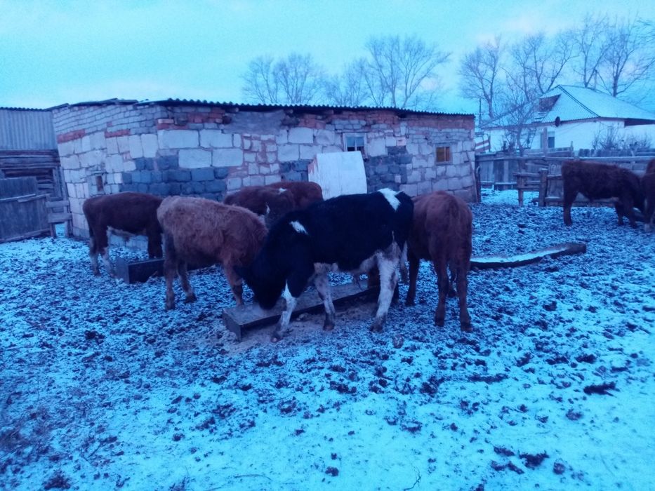 Подсосные бычки 15 голов