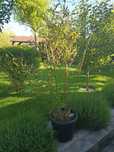 Bambus/Corcodus decorativ/Weigela florida/Trandafiri / Forsythia