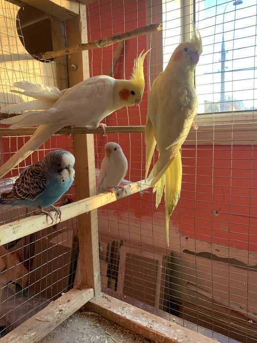 Karella Valnistiy Amadink