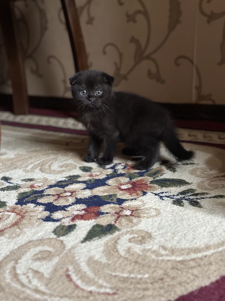 Продаются котята скотиш фолд