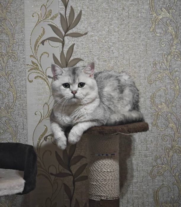 Mushu Scottish Fold