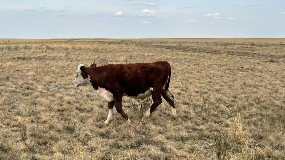 Подсос баспақтар сатылады