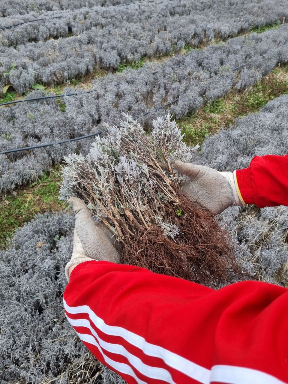 Lavanda guli sotuvda