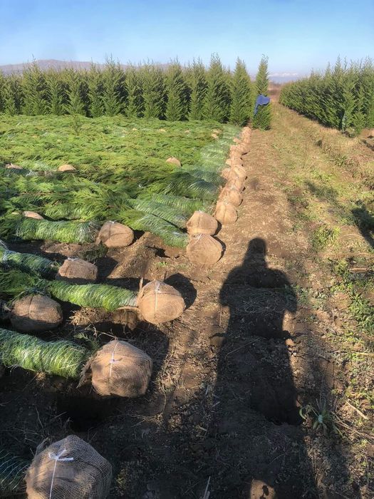 Pepinieră chiparos cupresus leylandi