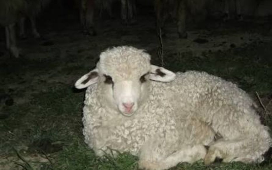 vand 50 miei, relatii la telefon..16lei/kg in viu relatii la telefon.