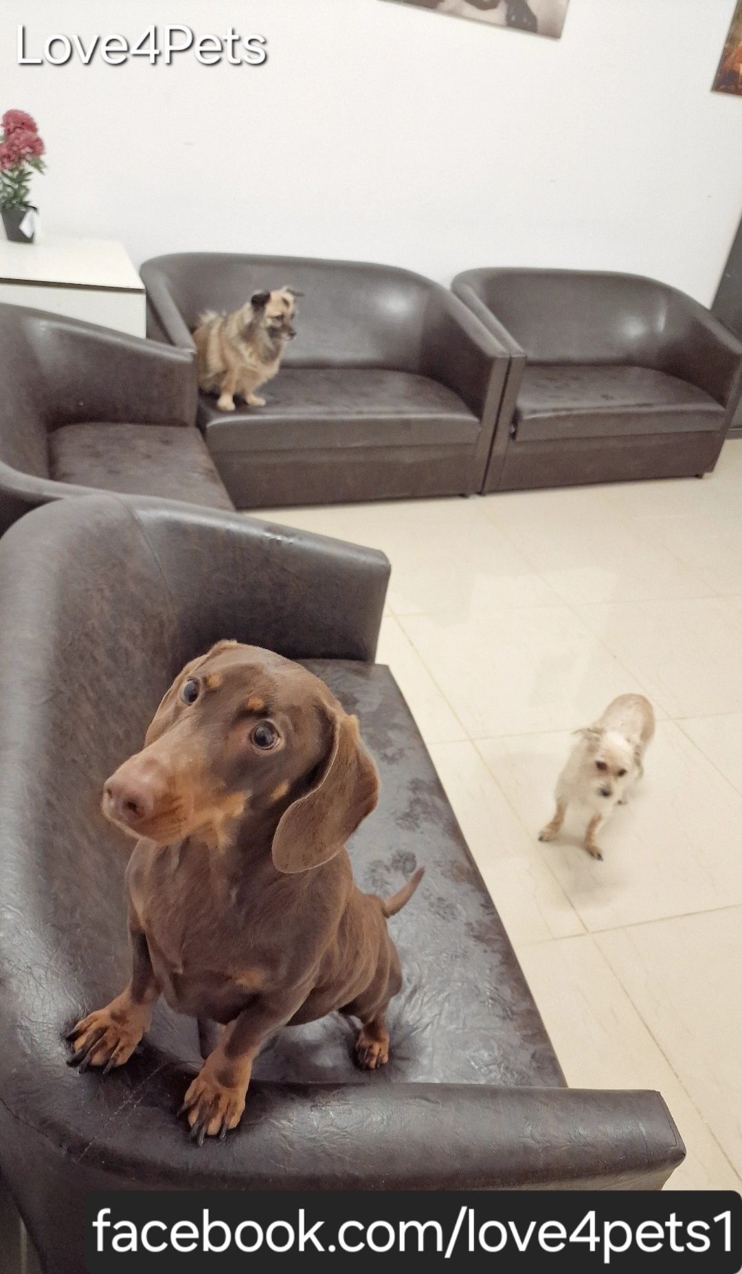 Cazare caini/ Pensiune canina/ Pet Sitter/ Pet Hotel/ Love4Pets