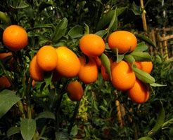 Продаётся кумкват/апельсин/мандарин/бергамотный апельсин!