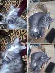 Котята ищут любящие руки и дом!
