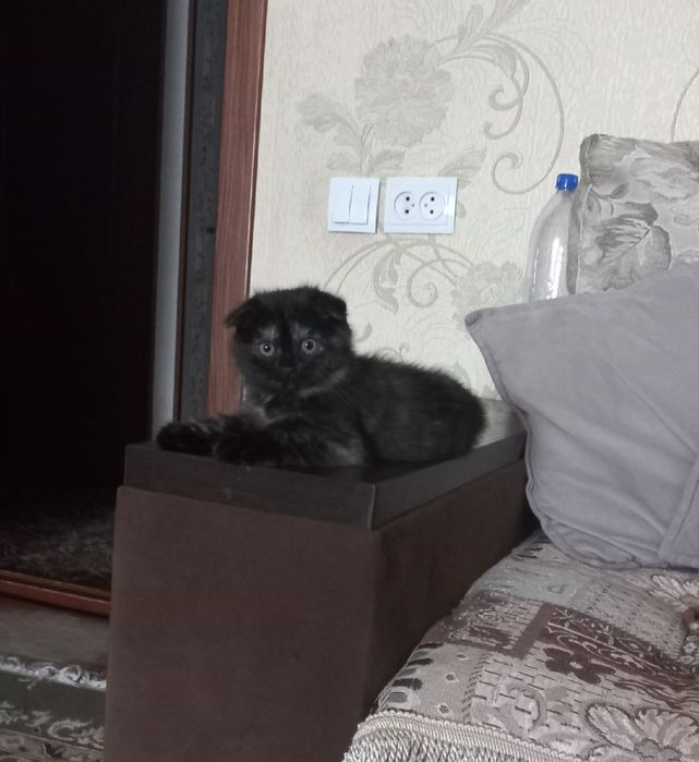 Скотиш фолд 2 месяцев окрас черепаховая