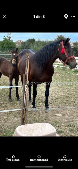 De vanzare sau schimb cu vaca