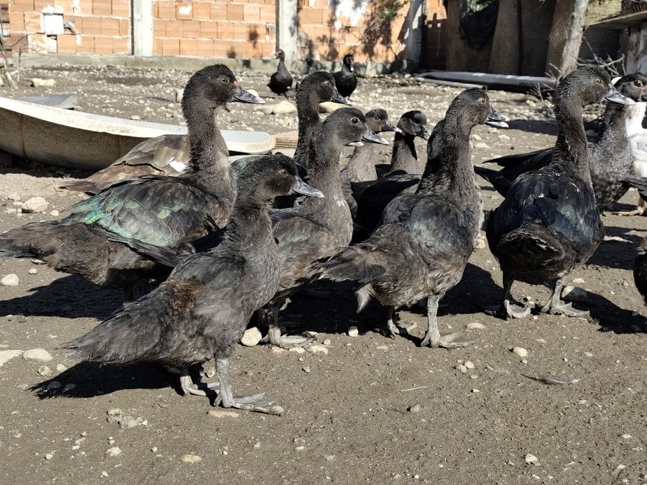 Неми патици млади